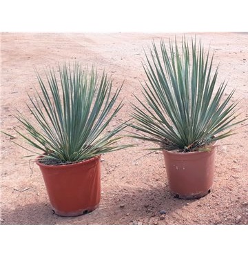 yucca rostrata  - La jardinerie de pessicart nice - Livraison a domicile nice 06 plantes vertes terres terreaux jardinage arbres cactus