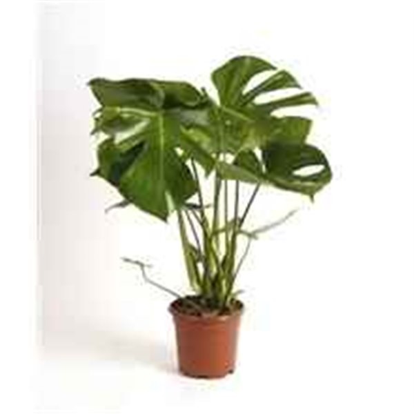 MONSTERA DELICIOSA H65-P17