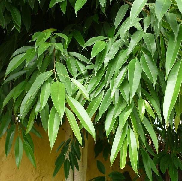 Ficus sabre