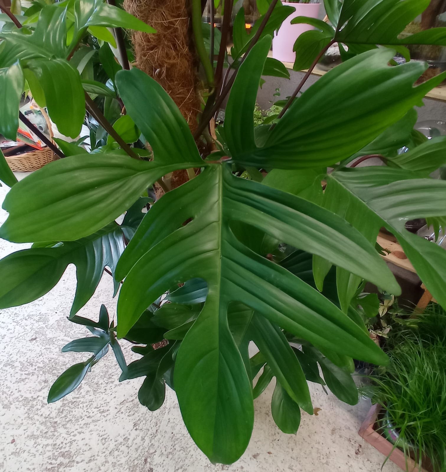 philodendron tronc coco -  La jardinerie de pessicart nice - Livraison a domicile nice 06 plantes vertes terres terreaux jardinage arbres cactus