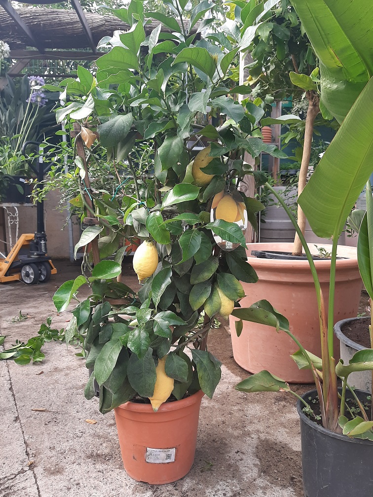 citronnier palisé p 24 h 80 cm la jardinerie de pessicart nice 06100
