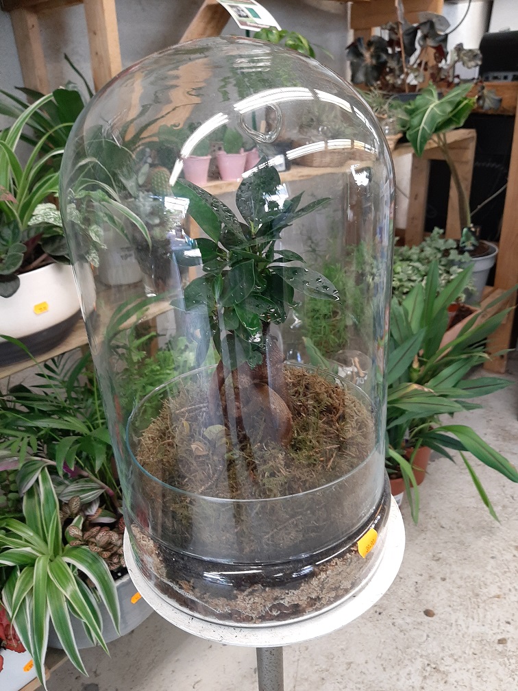 Terrarium Bonsaï L la jardinerie de pessicart nice 06100