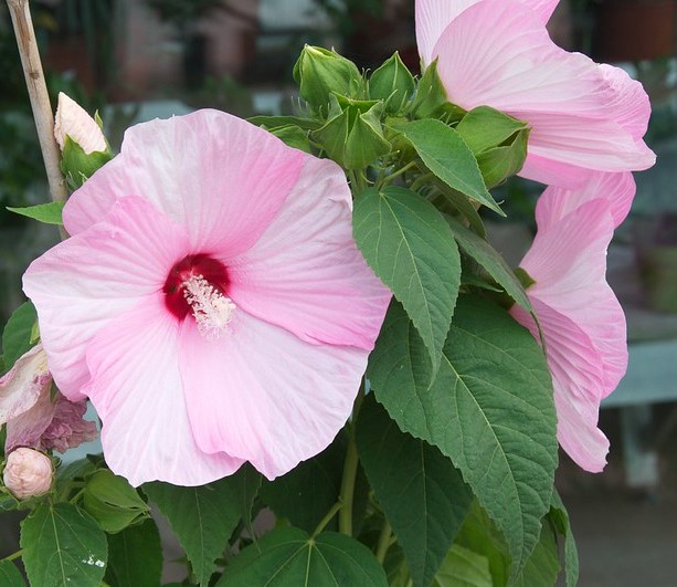 Hibiscus des marais (Hibicus moscheutos)