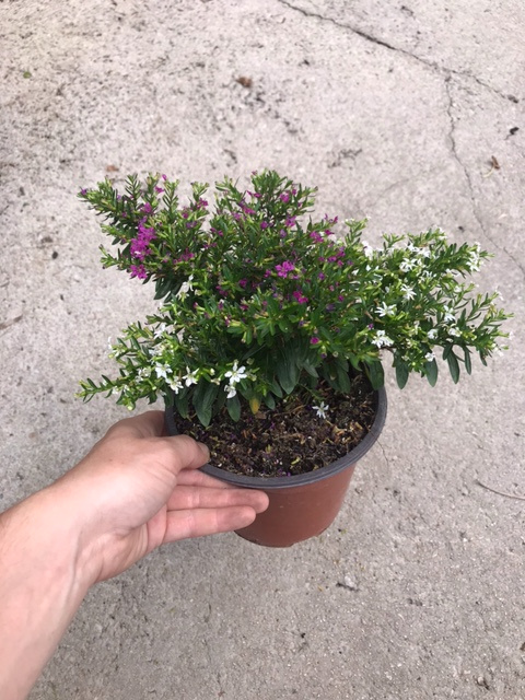 Cuphea pot 14 cm fleurs blanches et fuchsia - La jardinerie de pessicart nice - Livraison a domicile nice 06 plantes vertes terres terreaux jardinage arbres cactus