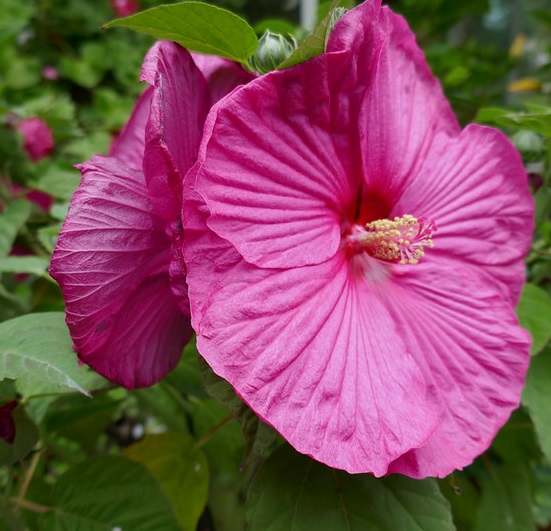 hibiscus moscheutos hibiscus des marais ibisco Photo credit byb64 on Visualhunt- La jardinerie de pessicart nice - Livraison a domicile nice 06 plantes vertes terres terreaux jardinage arbres cactus