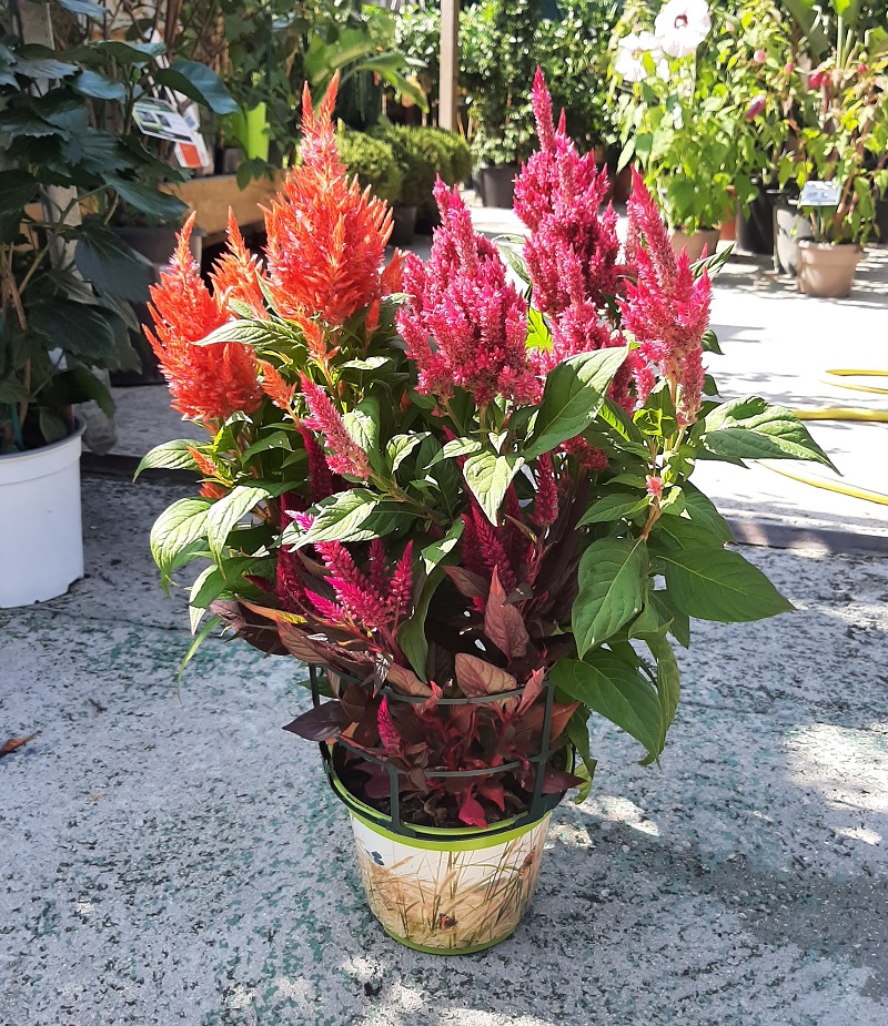 Celosie celosia argentea 3 couleurs - La jardinerie de pessicart nice - Livraison a domicile nice 06 plantes vertes terres terreaux jardinage arbres cactus