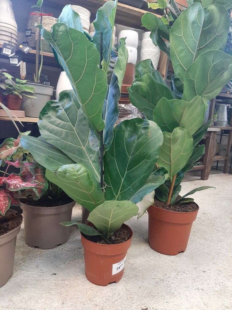Ficus Lyrata P17 hauteur 80 la jardinerie de pessicart nice 06100