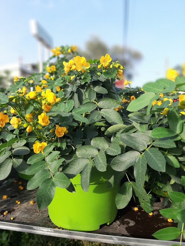 Cassia corymbosa en pot de 10 litres la jardinerie de pessicart NIce 06100-1