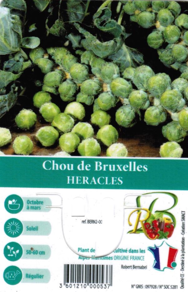 Choux de Bruxelles Heracles - La Jardinerie de Pessicart Nice 06100
