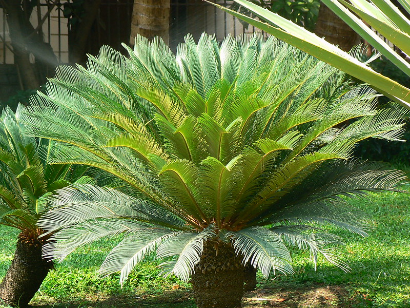 Cycas revoluta - Faux palmier - Photo credit Dinesh Valke on VisualHunt.com - La jardinerie de pessicart nice - Livraison a domicile nice 06 plantes vertes terres terreaux jardinage arbres cactus