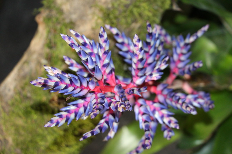 aechmea blue rain Photo credit emmadangi on VisualHunt.com  - La jardinerie de pessicart nice - Livraison a domicile nice 06 plantes vertes terres terreaux jardinage arbres cactus