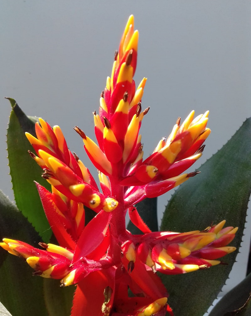 aechmea pepita bromelia bromeliacee 5 - La jardinerie de pessicart nice - Livraison a domicile nice 06 plantes vertes terres terreaux jardinage arbres cactus