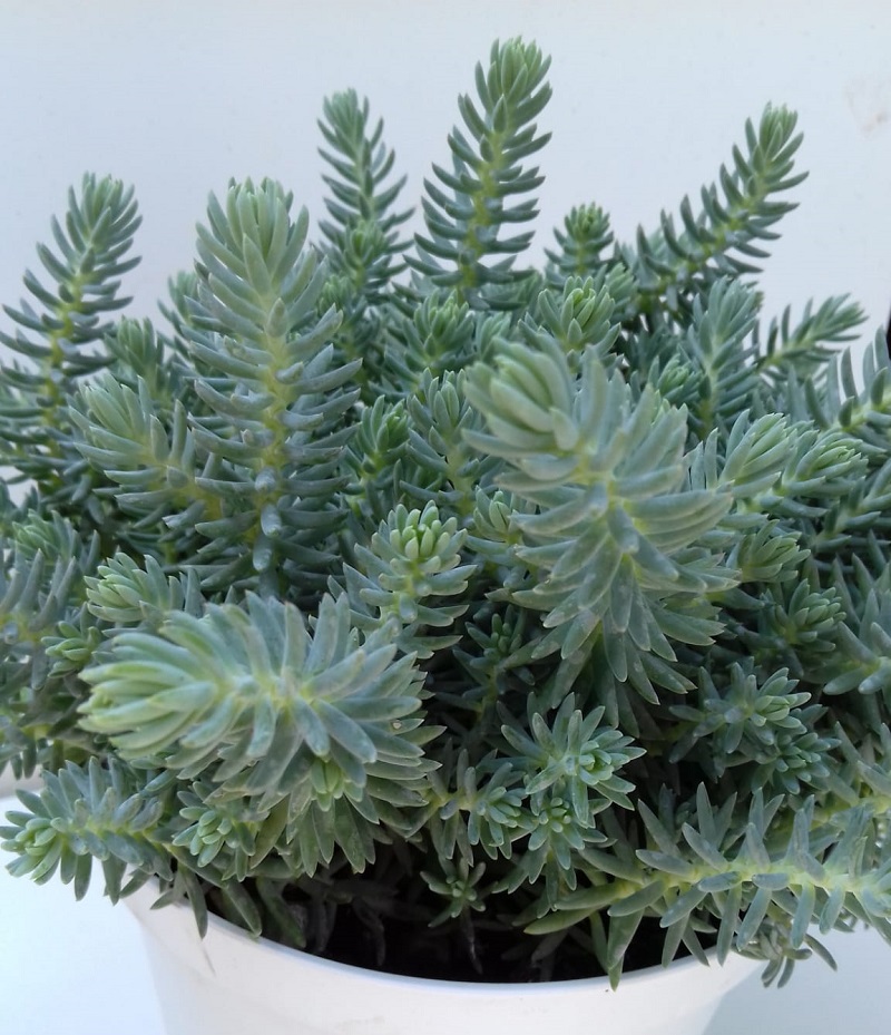 sedum reflexum - orpin des rochers - La jardinerie de pessicart nice - Livraison a domicile nice 06 plantes vertes terres terreaux jardinage arbres cactus (1)