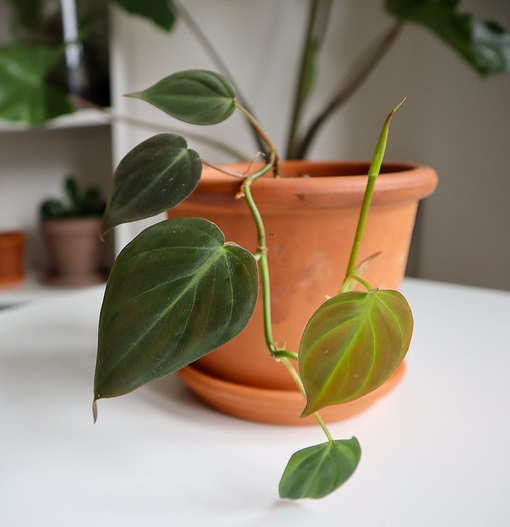 philodendron scandens micans-  Photo credit Dan Jones  Terrarium Tribe on Visualhunt -  La jardinerie de pessicart nice - Livraison a domicile nice 06 plantes vertes terres terreaux jardinage arbres cactus