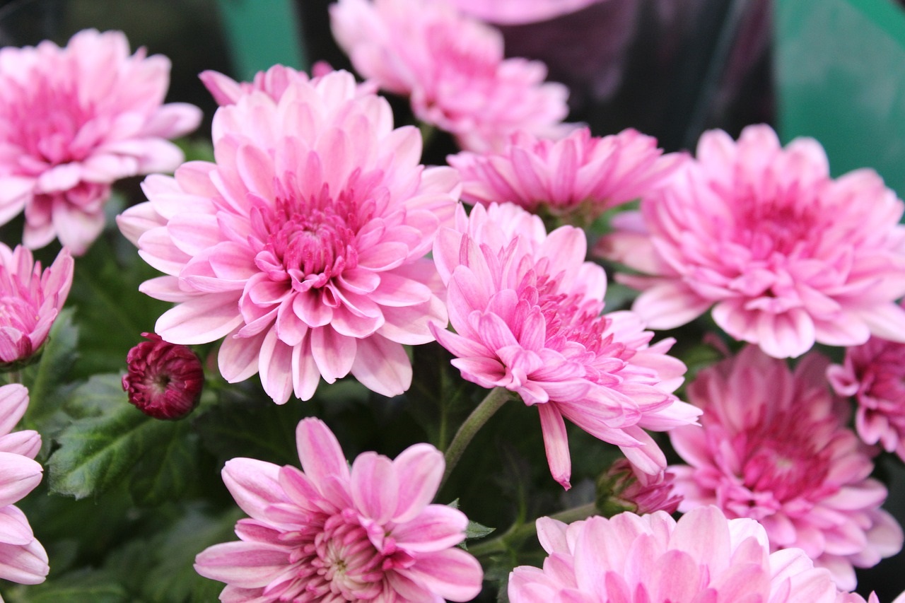 chrysantheme grosses fleurs - Image par Maxim Kazachkov de Pixabay  - La jardinerie de pessicart nice - Livraison a domicile nice 06 plantes vertes terres terreaux jardinage arbres cactus