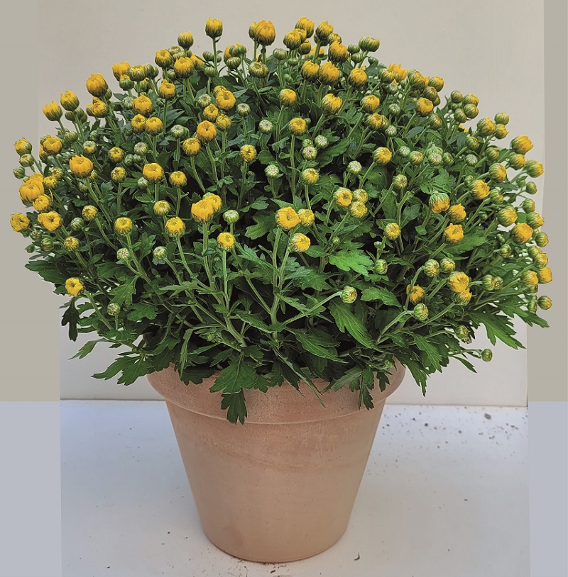 chrysantheme 7 - La jardinerie de pessicart nice - Livraison a domicile nice 06 plantes vertes terres terreaux jardinage arbres cactus