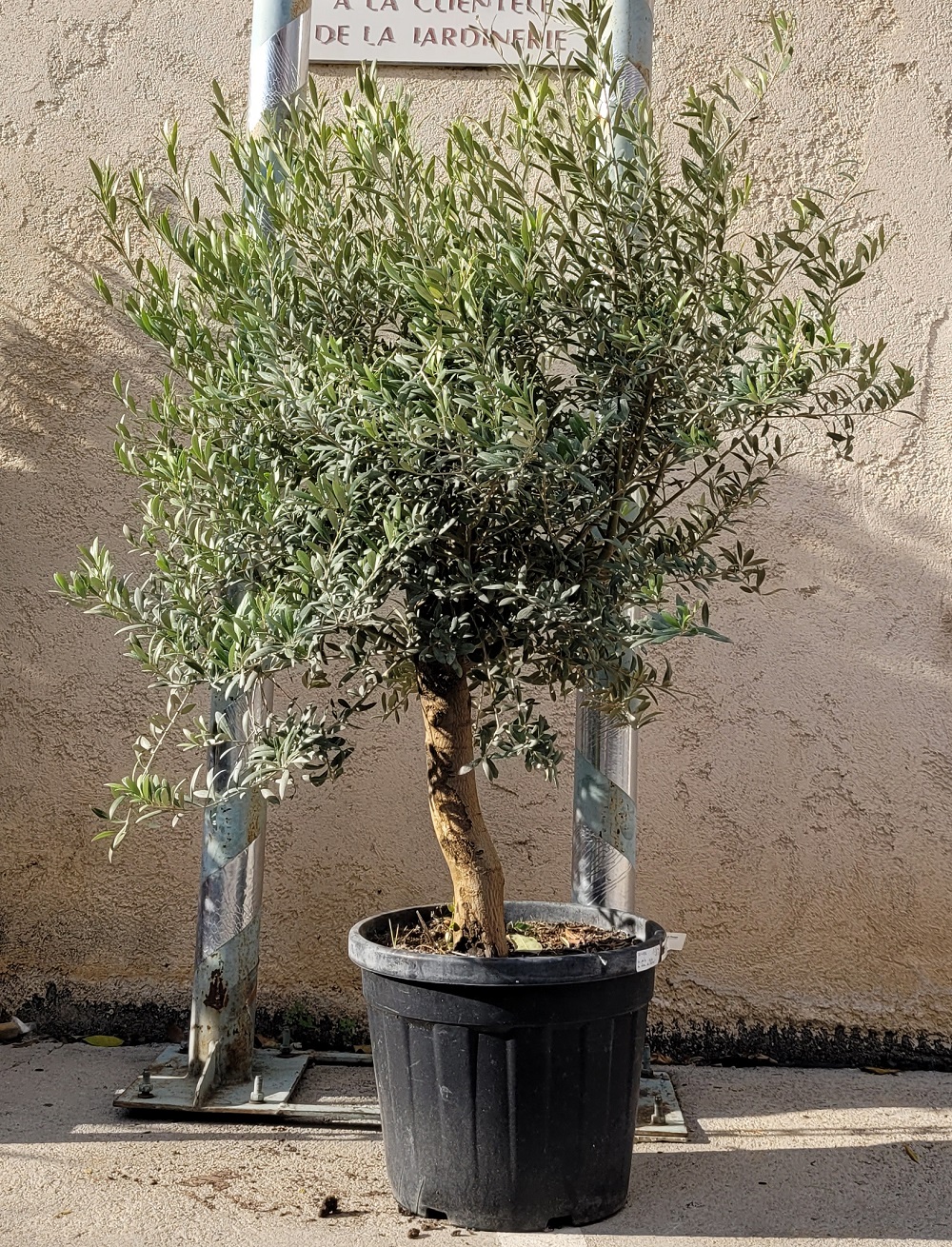 olivier olea europaea - La jardinerie de pessicart nice - Livraison a domicile nice 06 plantes vertes terres terreaux jardinage arbres cactus (2)