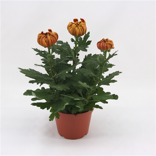 chrysantheme dirigés 3 f 5  - La jardinerie de pessicart nice - Livraison a domicile nice 06 plantes vertes terres terreaux jardinage arbres cactus