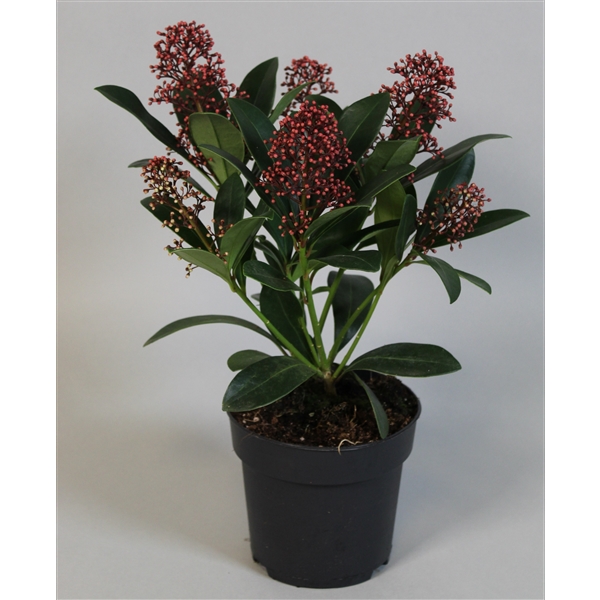 skimmia du japon skimmia japonica 2 - La jardinerie de pessicart nice - Livraison a domicile nice 06 plantes vertes terres terreaux jardinage arbres cactus