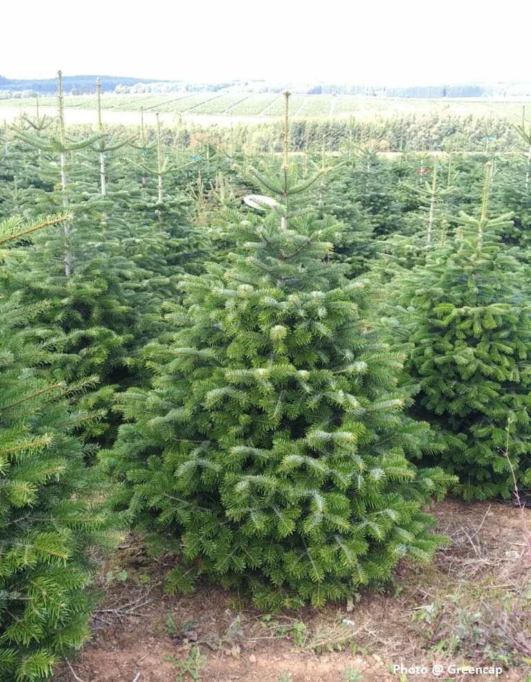 sapin de noel nordman - Greencap - La jardinerie de Pessicart