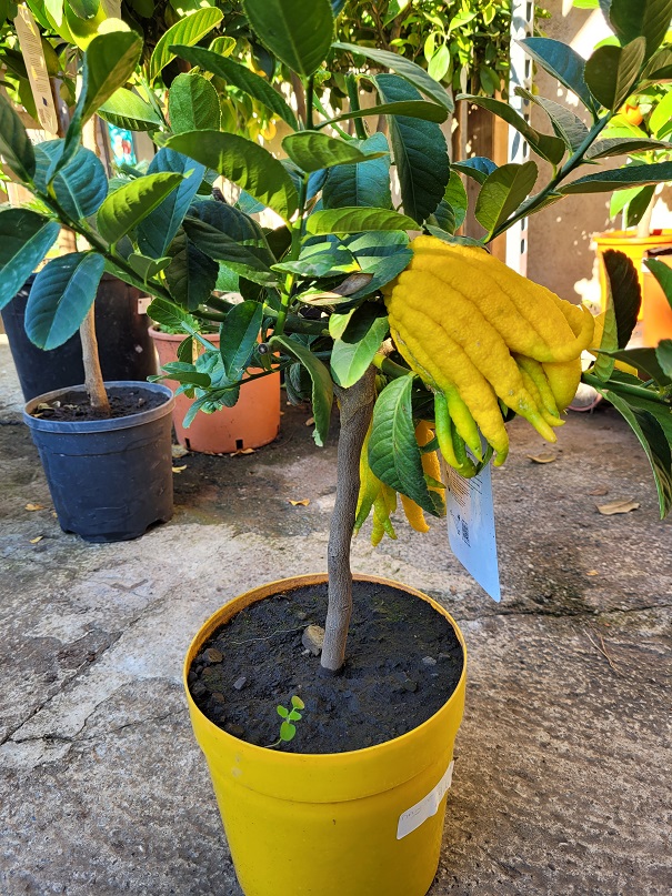 Citronnier Main de Bouddha - Cédratier Main de Bouddha - Citrus medica Digitata - La Jardinerie de Pessicart Nice 06100