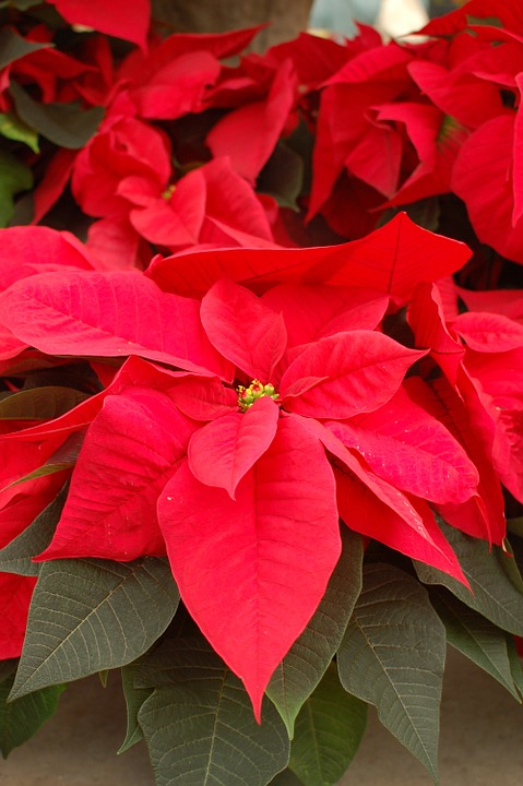 poinsettia 4 - la jardinerie de pessicart nice livraison gratuite
