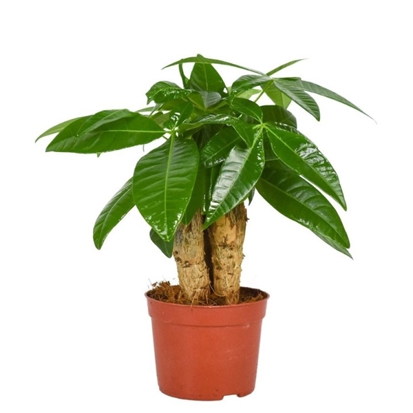 Pachira Aquatica (Arbre De L'argent) - Plante D'intérieur 160-180 Cm, Pot 30 Cm - Tronc Tressé, Verte Persistante