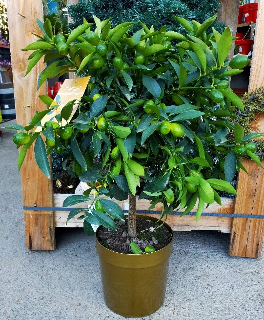 Kumquat pot or doré - La jardinerie de pessicart nice - Livraison a domicile nice 06 plantes vertes terres terreaux jardinage arbres cactus