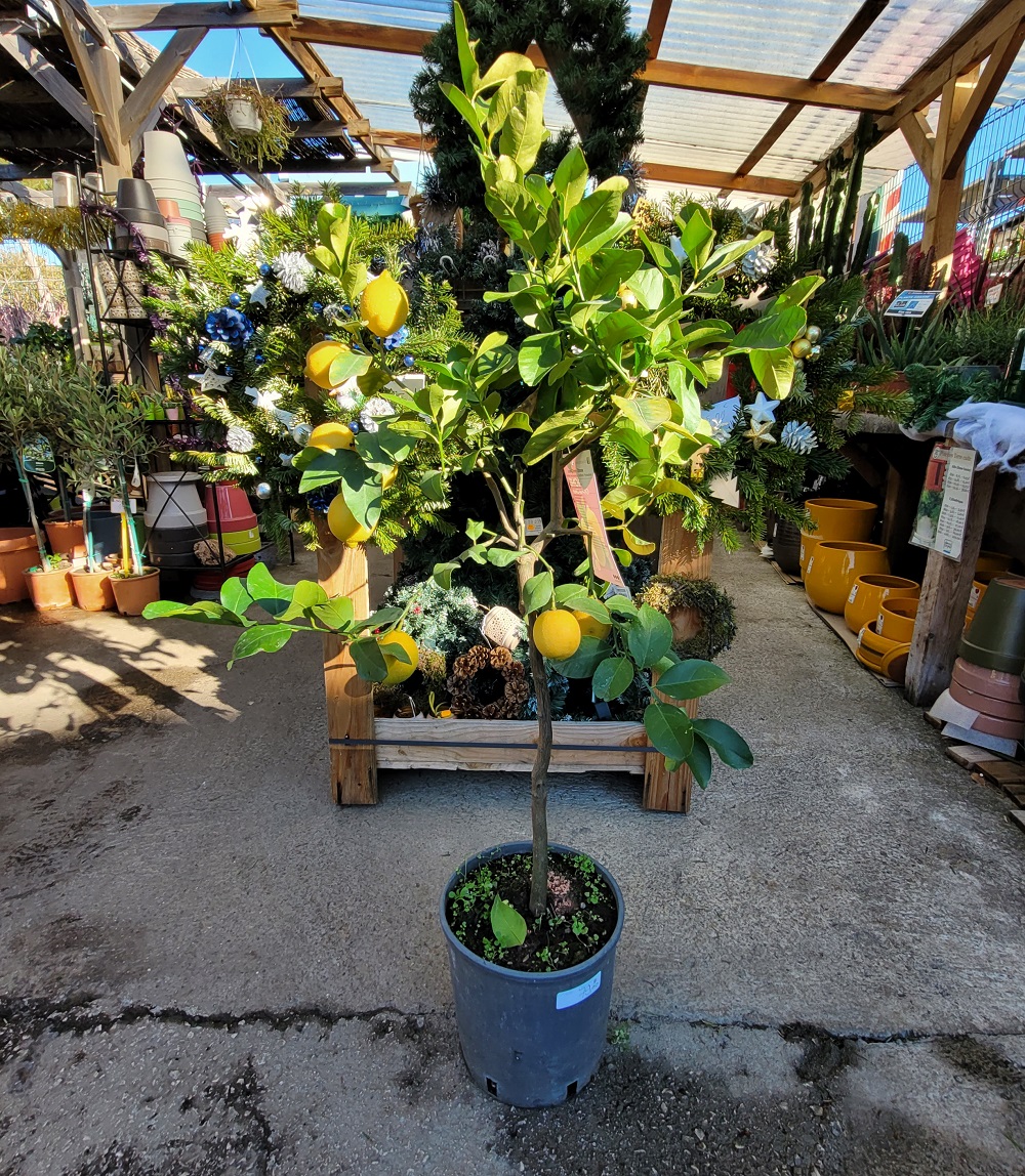 citronnier 4 saisons meyer - La jardinerie de pessicart nice