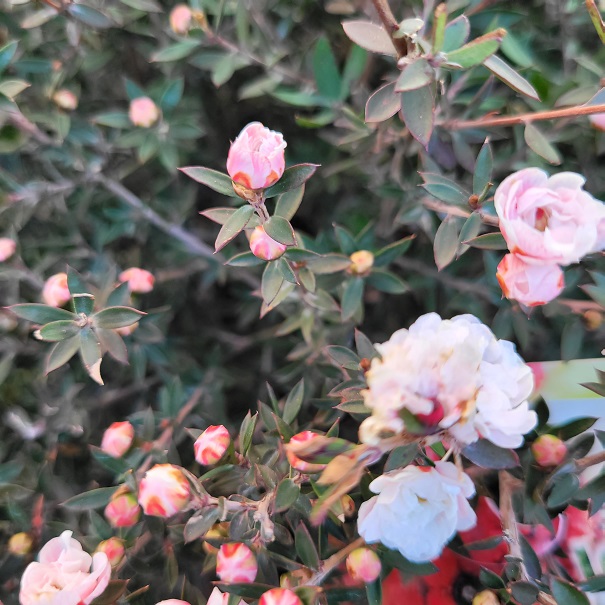 Leptospermum scoparium rose Pot Ø 19 cm - lajardineriedepessicart.fr