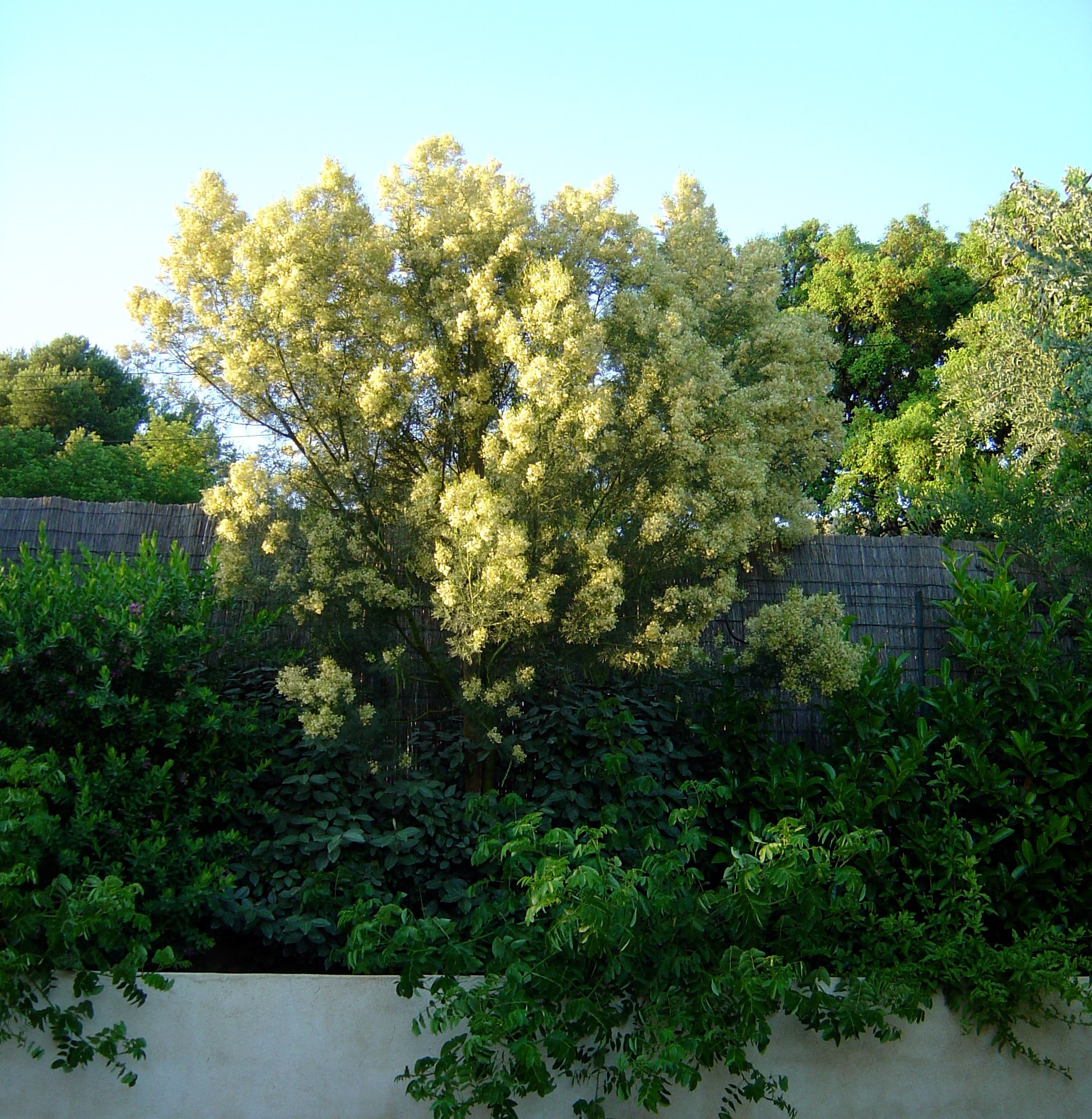 Mimosa - Acacia muelleriana arbre - Greffé - La Jardinerie de Pessicart Nice 06100
