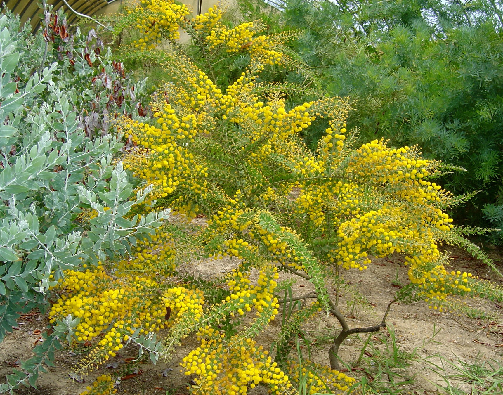 Mimosa - Acacia Uncinata - Hauteur 40-80 cm - Pot 2Litres greffé La Jardinerie de Pessicart Nice 06100