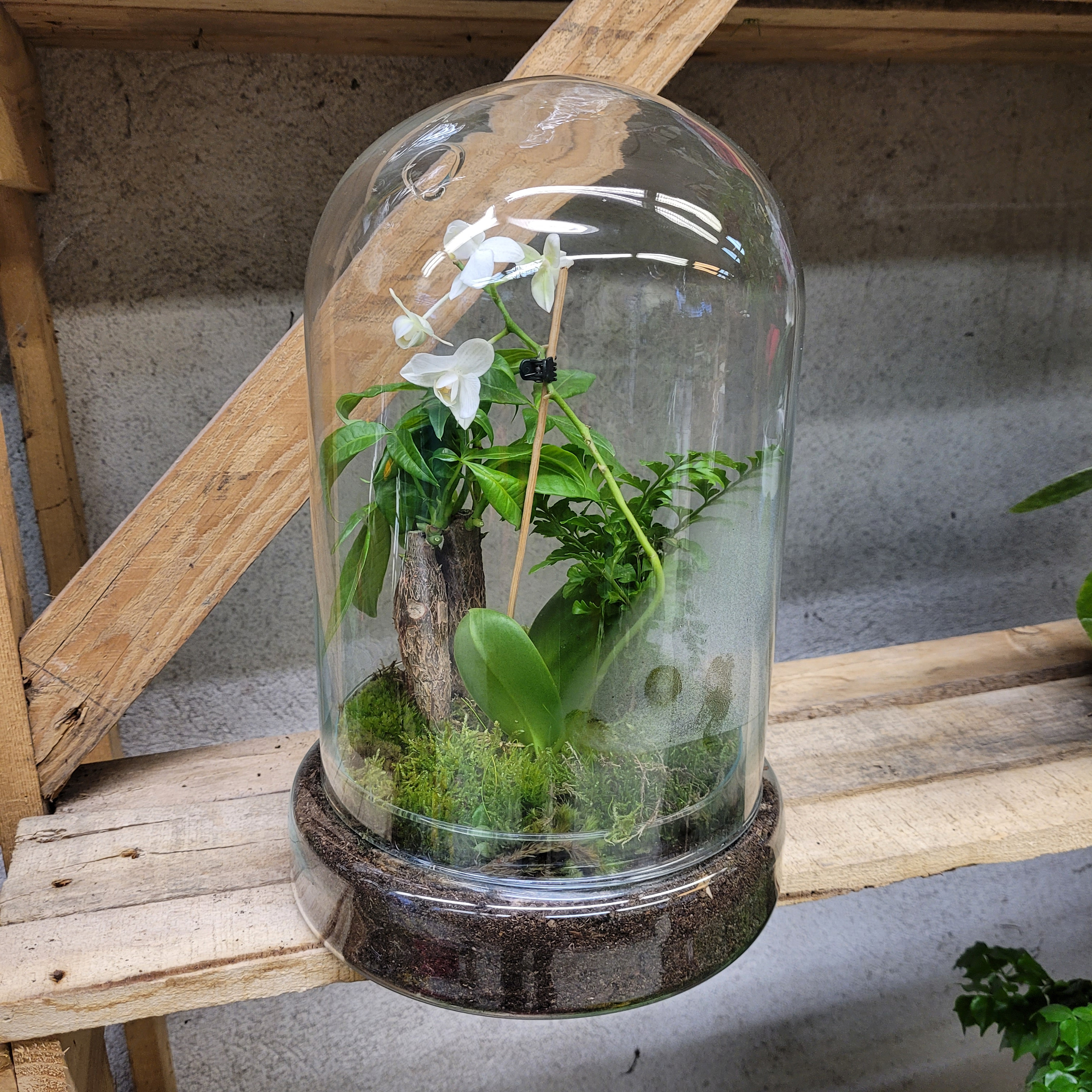 terrarium - Ja jardienrie de pessicart- Livraison Nice Saint Valentin GRATUITE (2)