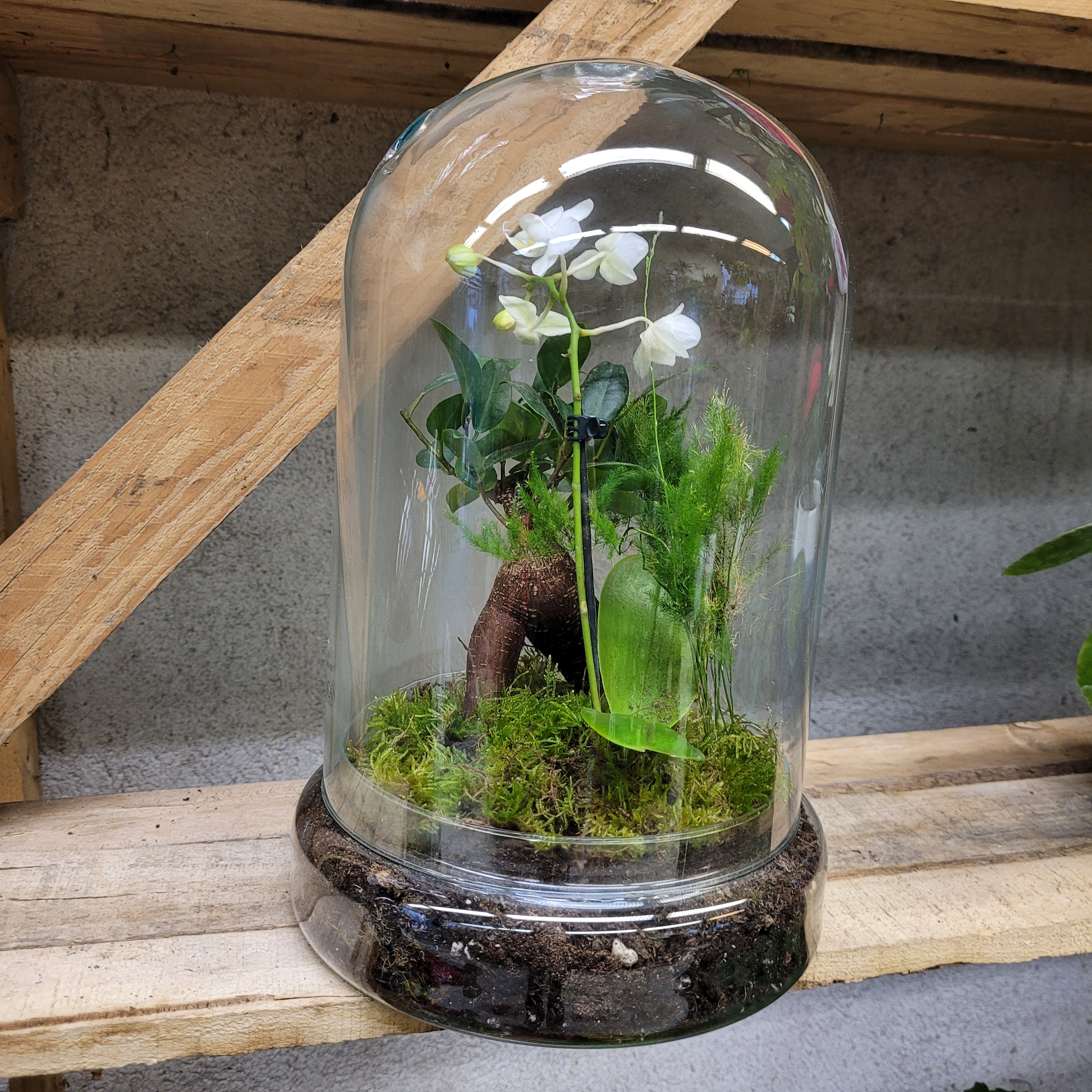 terrarium - Ja jardienrie de pessicart- Livraison Nice Saint Valentin GRATUITE (3)