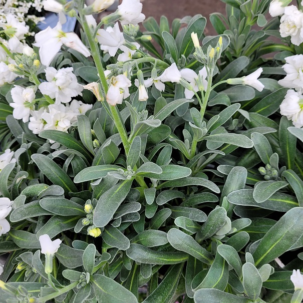 Giroflées-blanc-la jardineie de pessicart nice