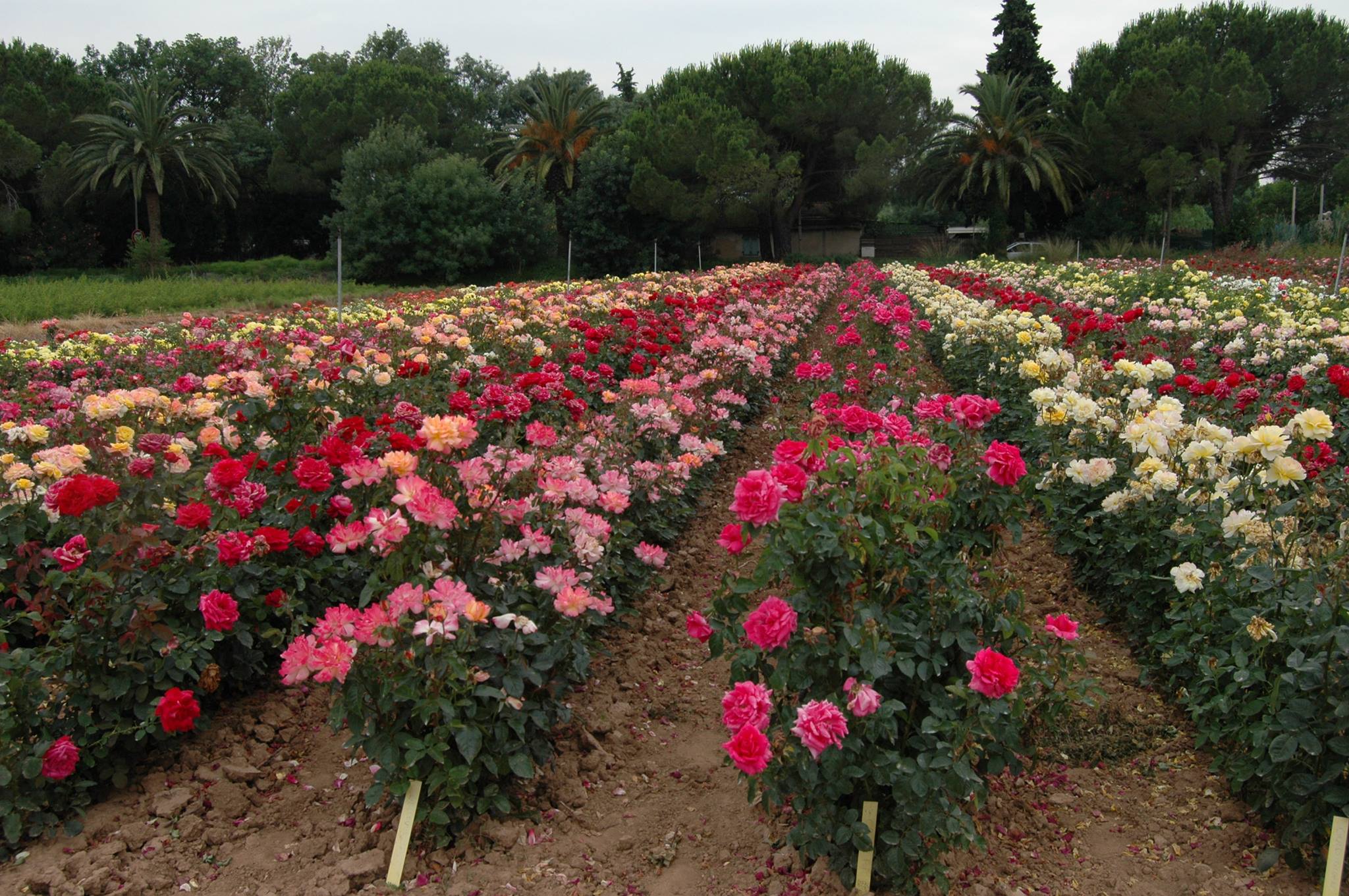 culture rosier chambret 3 - La Jardinerie de Pessicart Nice 06100