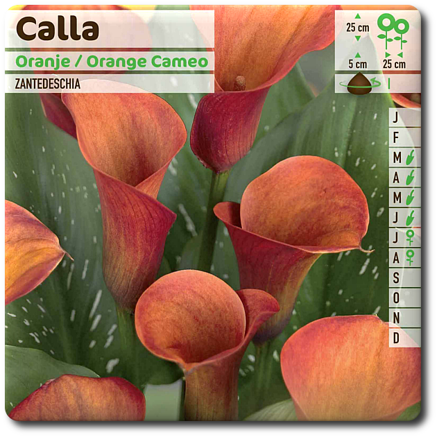 calla camea - La jardinerie de pessicart nice - Livraison a domicile nice 06 plantes vertes terres terreaux jardinage arbres cactus