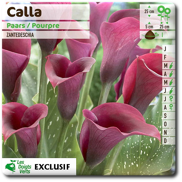 calla paars  bulbes - La jardinerie de pessicart nice - Livraison a domicile nice 06 plantes vertes terres terreaux jardinage arbres cactus