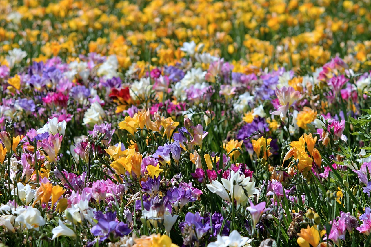 freesia bulbes 10 - La jardinerie de pessicart nice - Livraison a domicile nice 06 plantes vertes terres terreaux jardinage arbres cactus