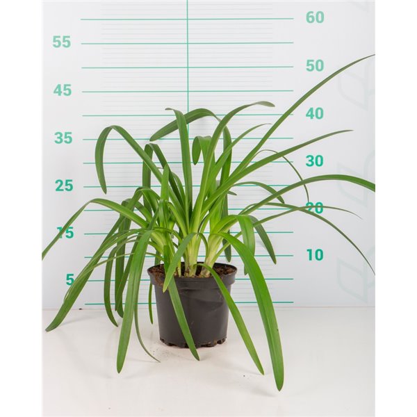 agapanthus