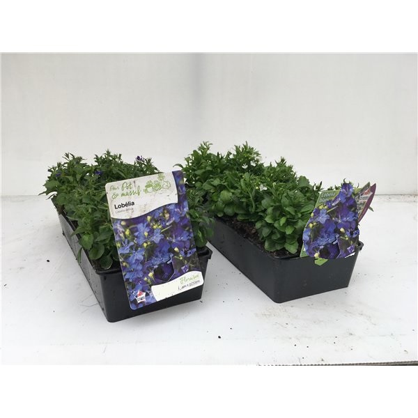 lobelia-b10  La jardinerie de Pessicart NICE 06100