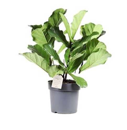 ficus-lyrata-h90-p27  La jardinerie de Pessicart NICE 06100