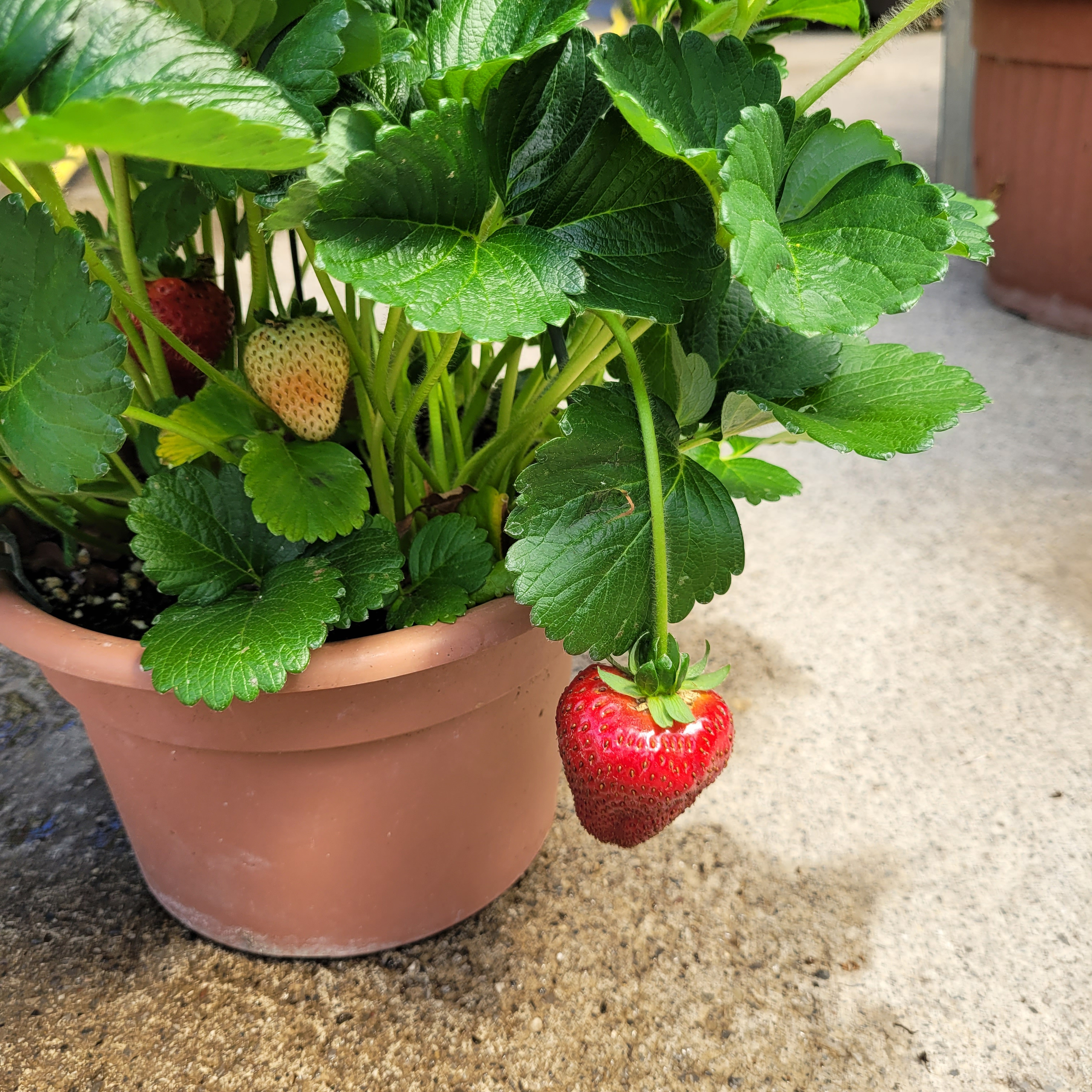 susp fraisiers (7)  La jardinerie de Pessicart NICE 06100