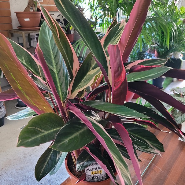 Calathea Triostar-la jardinerie de pessicart 06100 Nice