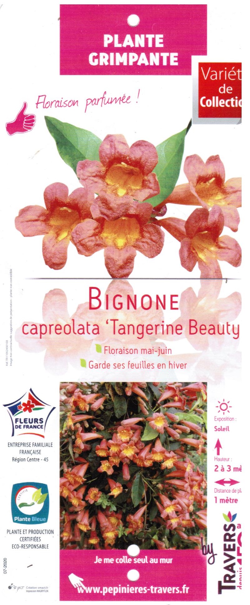 Bignone capreolata Campsis capreolata Tangerine Beauty Floraison parfumée et feuillage persistant- pot de 3 titres-la jardinerie de pessicart 06100 Nice