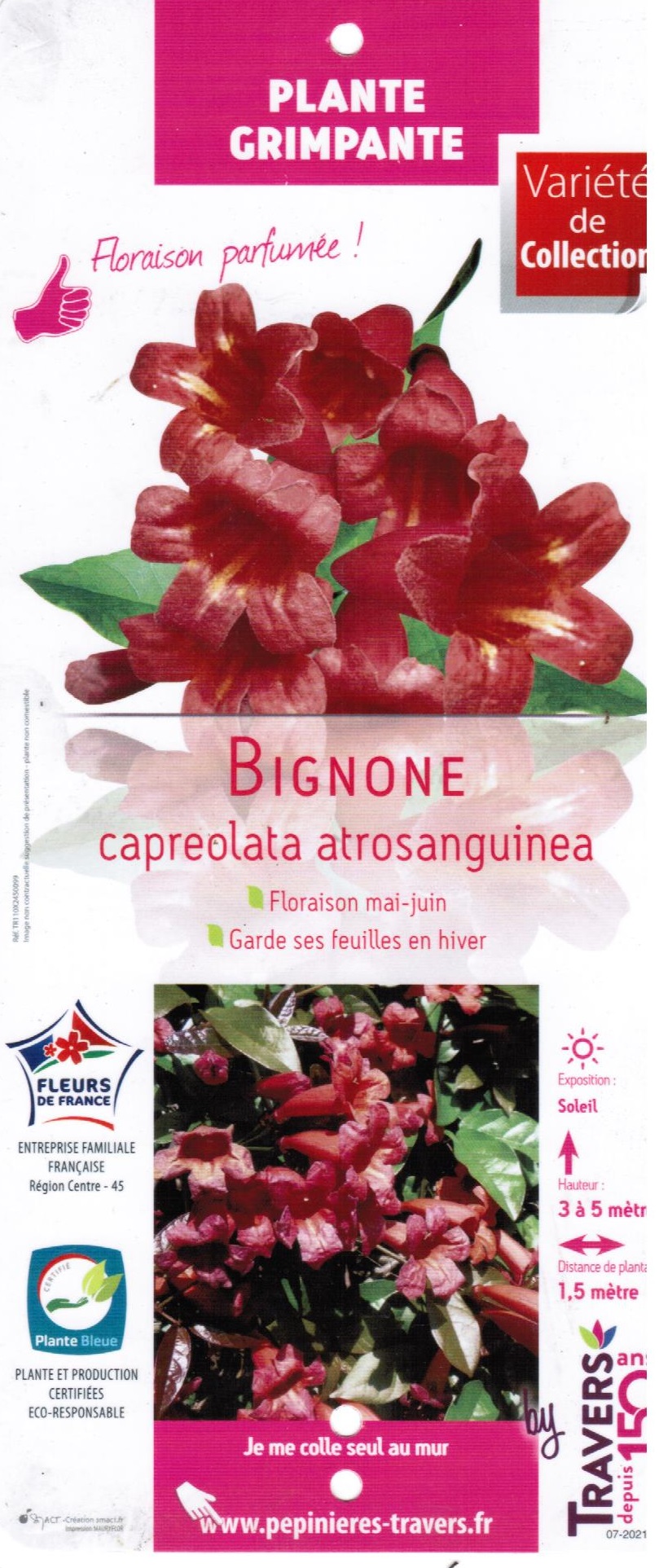 Bignone capreolata Campsis capreolata atrosanguinea Floraison parfumée et feuillage persistant- pot de 3 titres-la jardinerie de pessicart 06100 Nice