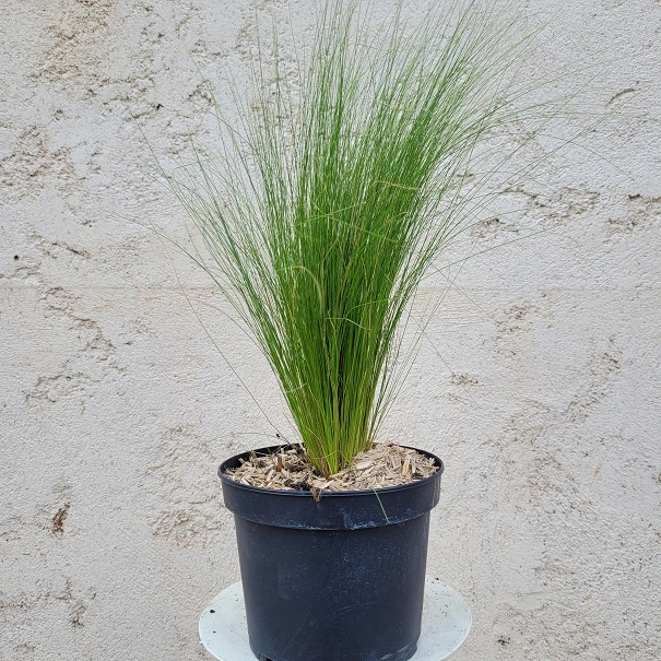 Stipa Tenuifolai - la-jardinerie de pessicart nice 06100