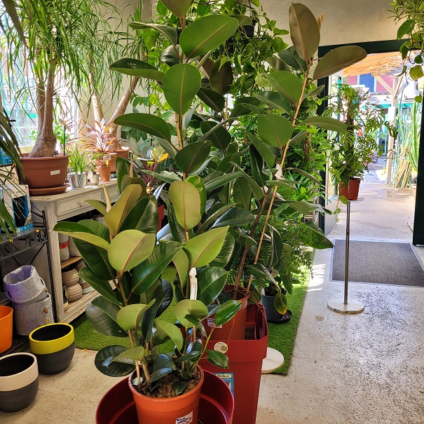 Caoutchouc (Ficus elastica) : une plante verte d'intérieur facile à vivre