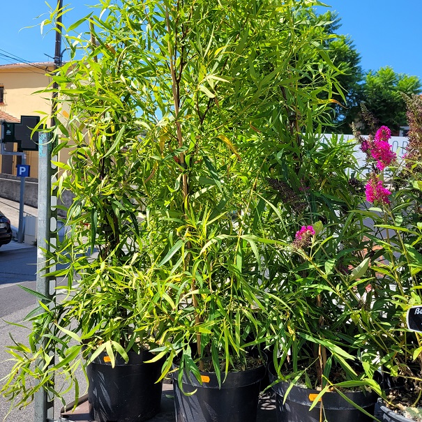 Rhus viminalis - Sumac Africain - Faux Bambou pot 7 litres-la jardinerie de pessicart 06100 Nice