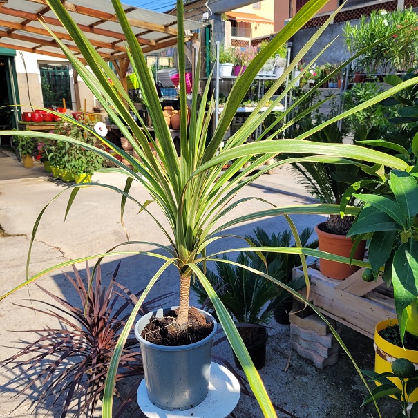 Cordyline australis hauteur hauteur 60-80 cm pot de 17 cm verte-la jardinerie de pessicart 06100 Nice